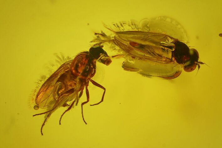 Three Fossil Flies (Diptera) In Baltic Amber #170076